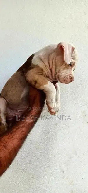 American bully XL Puppies