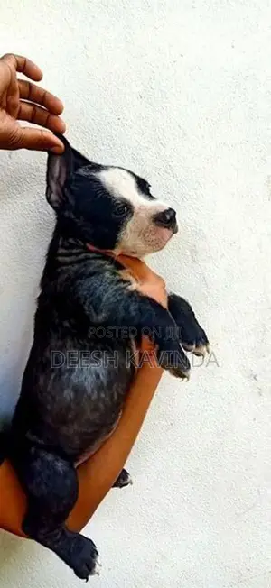 American bully XL Puppies