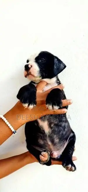 American bully XL Puppies