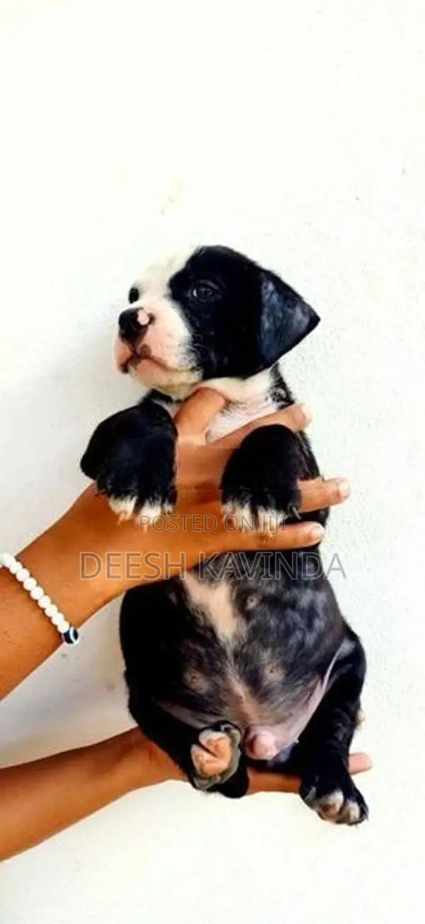 American bully XL Puppies