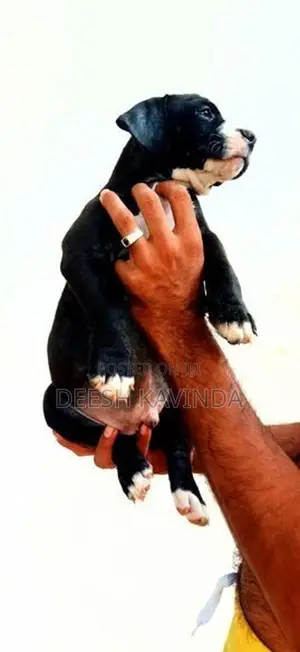American bully XL Puppies