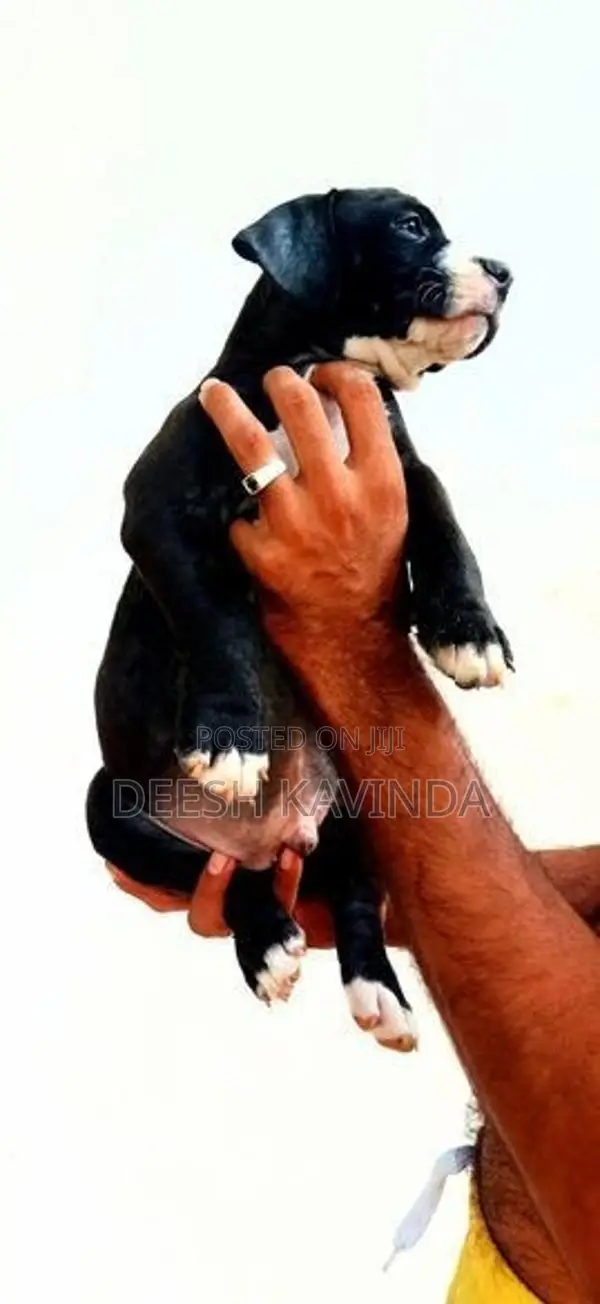 American bully XL Puppies