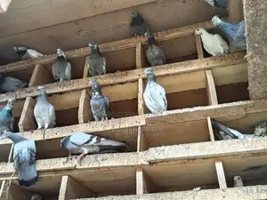 පරවියන්