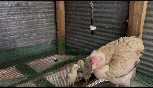Parrot Beak Chicks