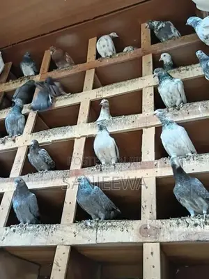පරවියන්