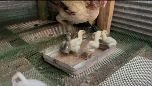 Parrot Beak Chicks