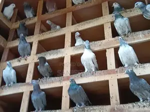 පරවියන්