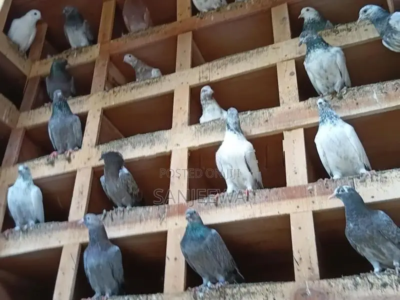 පරවියන්