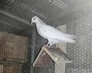 Timing Pigeon