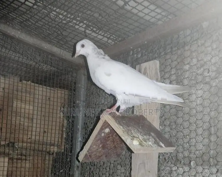 Timing Pigeon