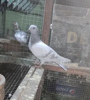 Timing Pigeon