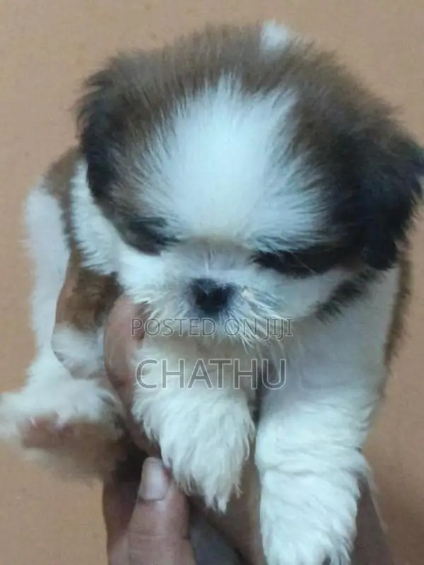 Shih Tzu Puppy