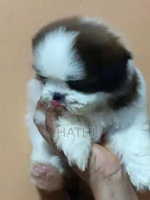 Shih Tzu Puppy