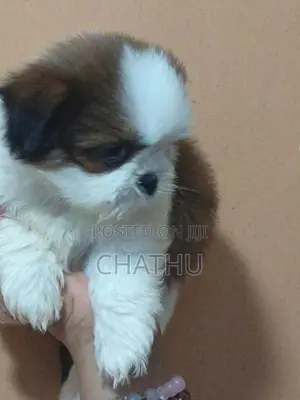 Shih Tzu Puppy