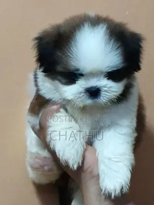 Shih Tzu Puppy