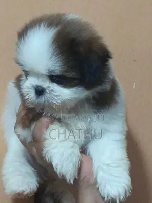 Shih Tzu Puppy