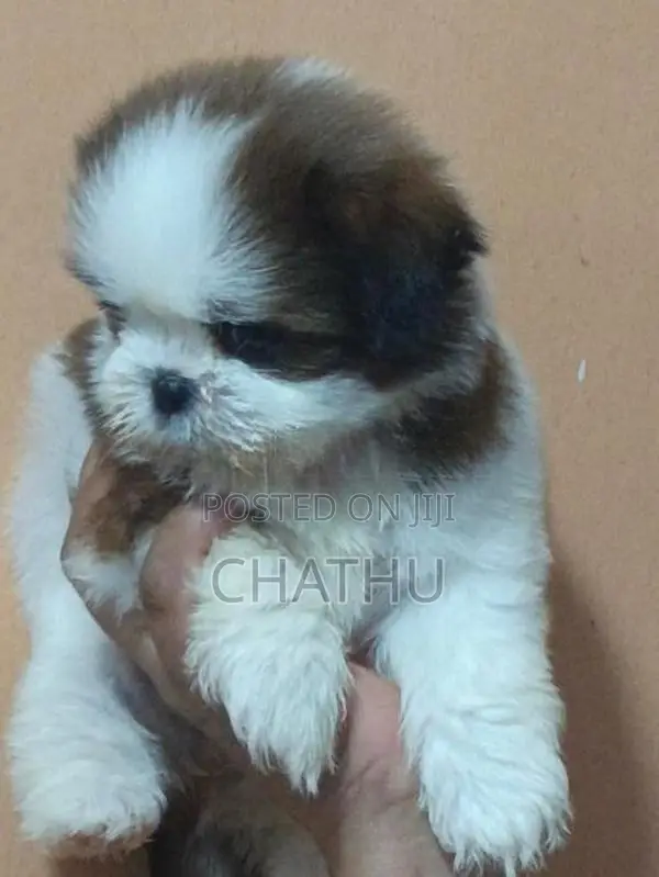 Shih Tzu Puppy