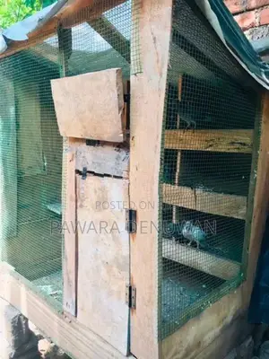 පරවියන් සහ කුඩුවක් විකිනිිමට