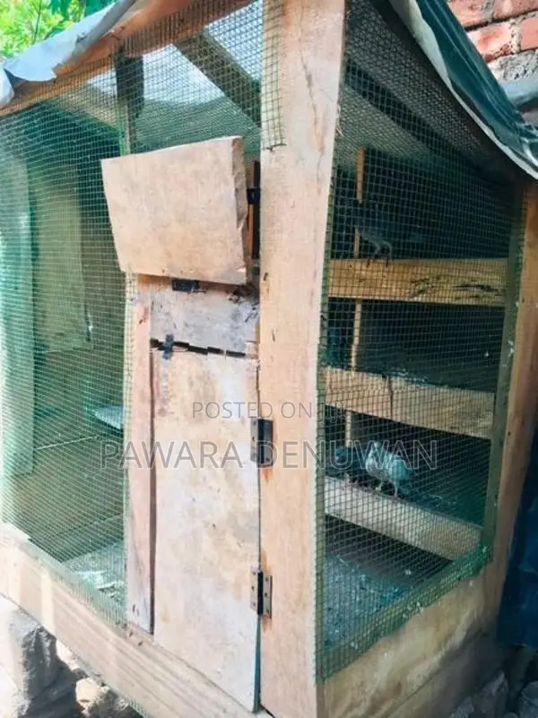 පරවියන් සහ කුඩුවක් විකිනිිමට