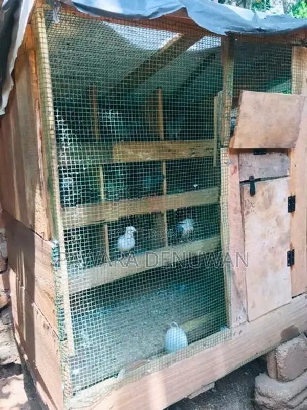 පරවියන් සහ කුඩුවක් විකිනිිමට
