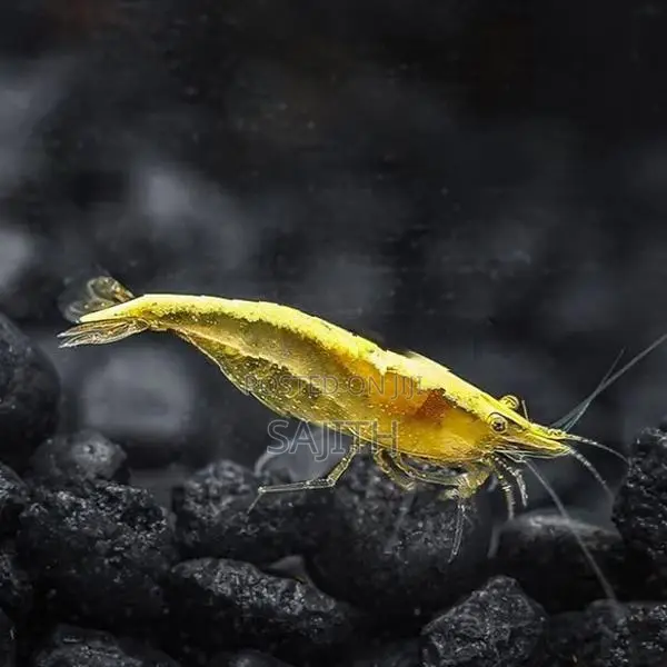 Shrimp Fish