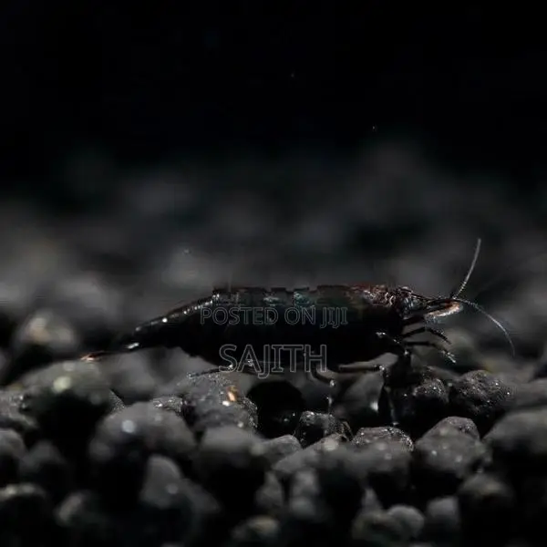Shrimp Fish