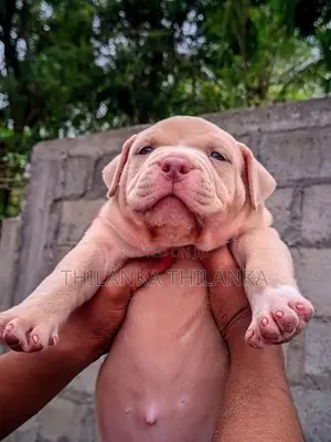 Amarican bully xl