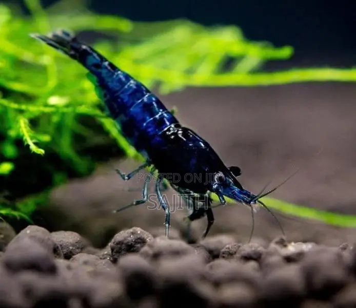 Shrimp Fish