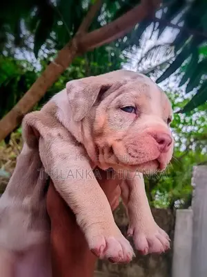 Amarican bully xl