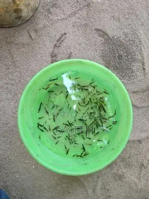 Shrimp Fish