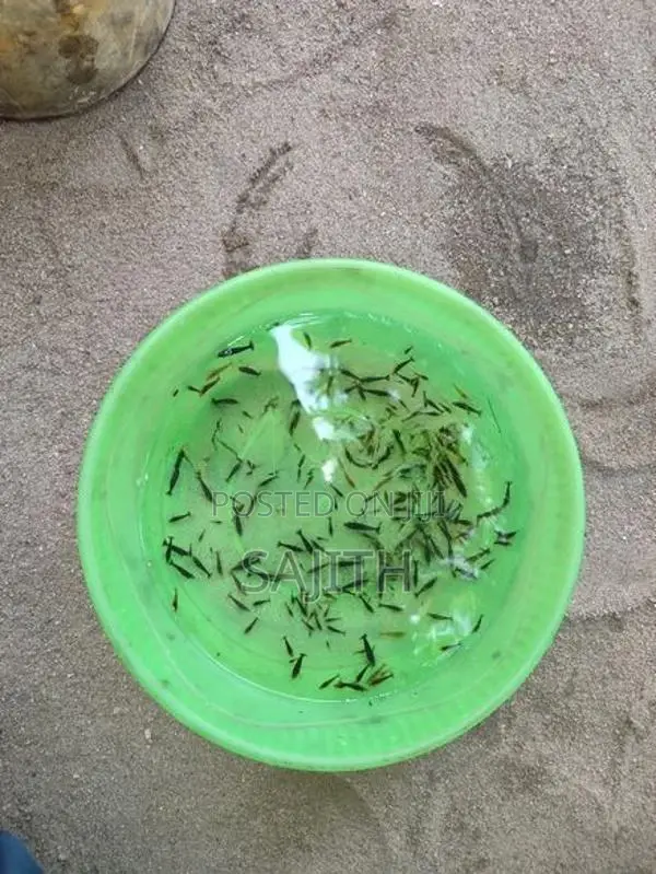 Shrimp Fish