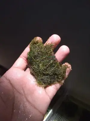 Shrimp Fish