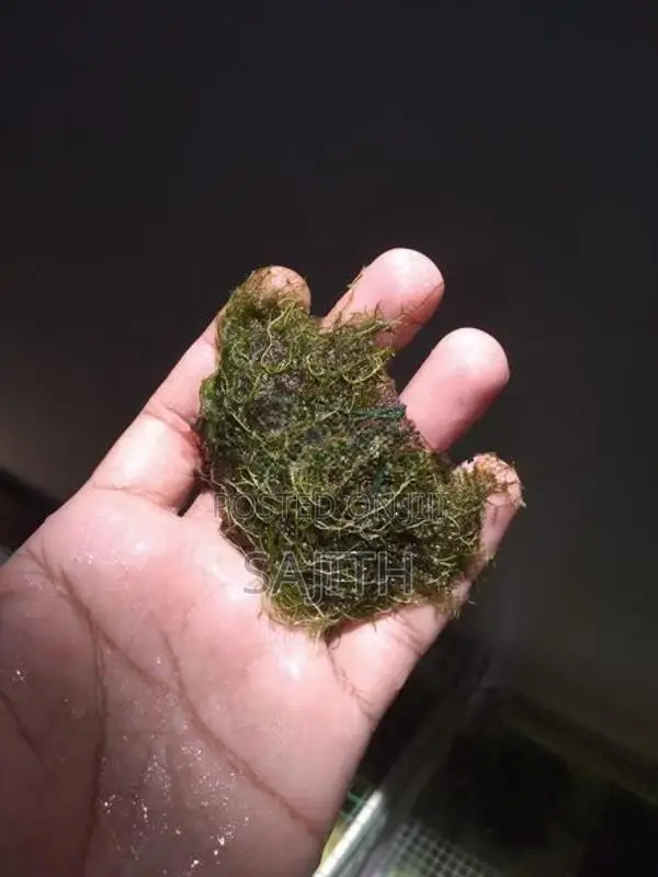Shrimp Fish
