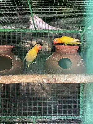 African Love Birds