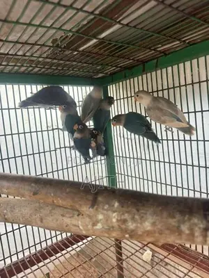 African Love Birds