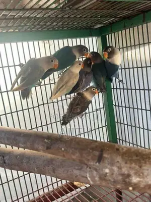 African Love Birds