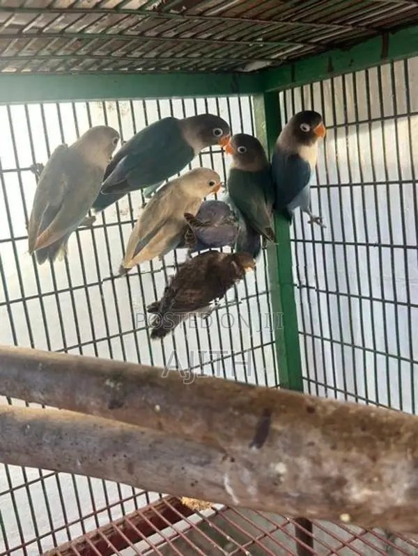 African Love Birds