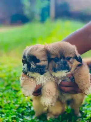 Shih Tzu Puppies