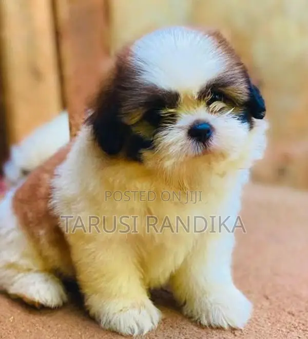 Shih Tzu Puppies