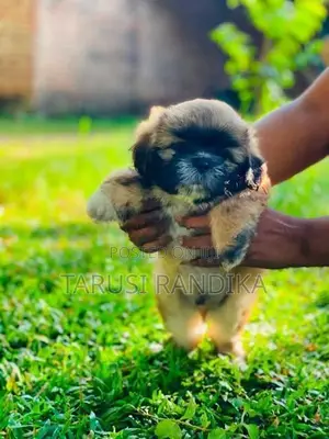 Shih Tzu Puppies