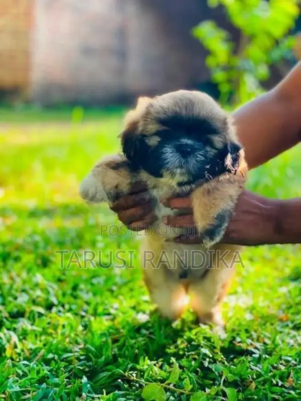 Shih Tzu Puppies