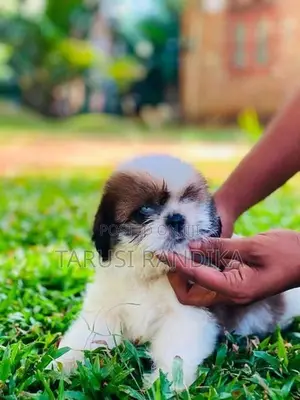Shih Tzu Puppies