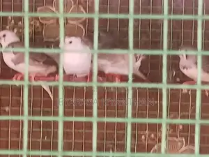 Finches Bird