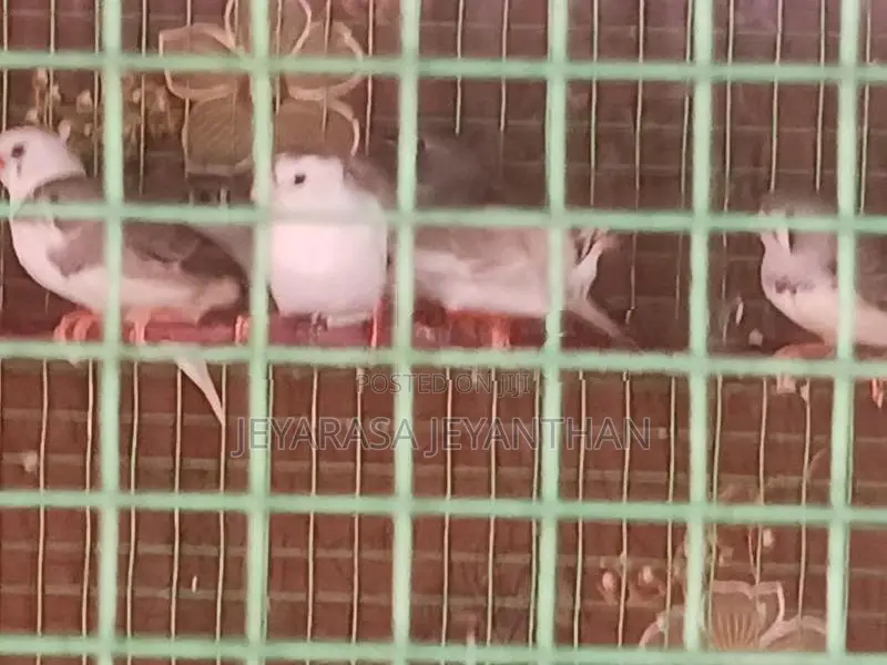Finches Bird