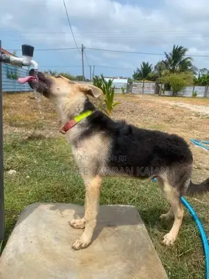 German Shepherd Dog