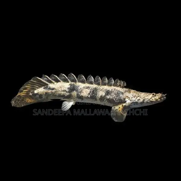 Enlicheri Bichir 5 /6 inch