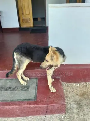 German Shepherd Dog
