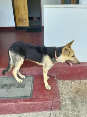 German Shepherd Dog