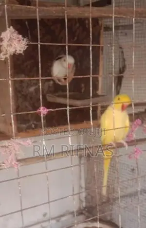 Love Birds