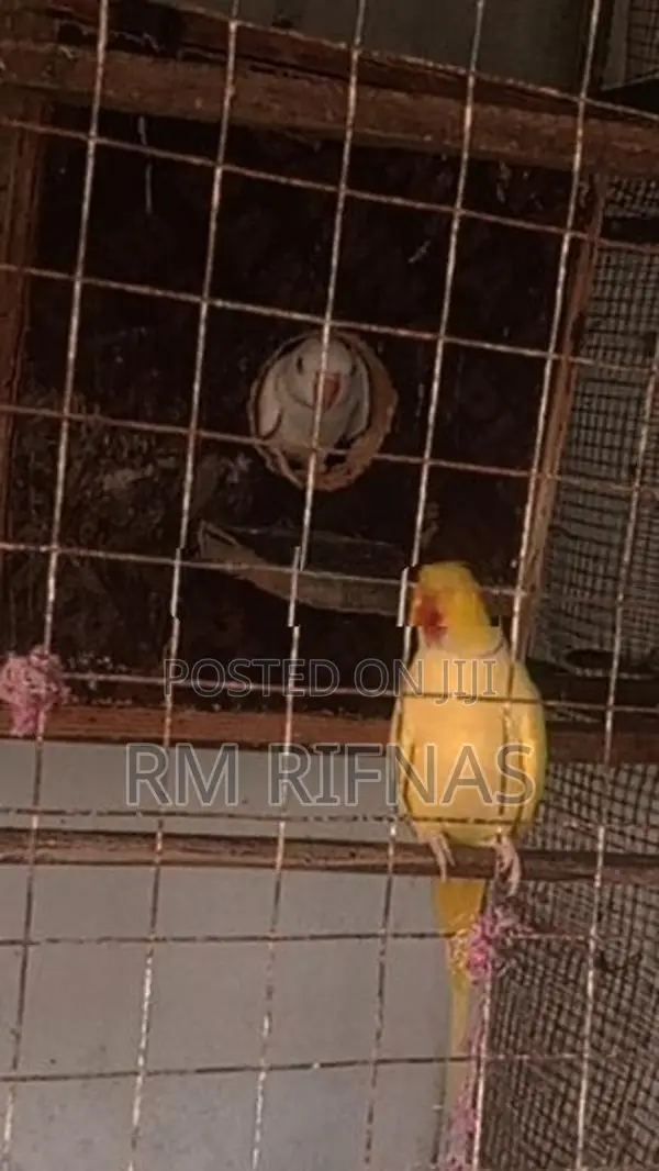 Love Birds